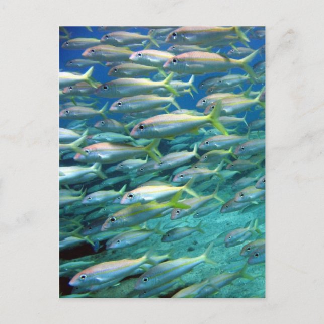 Postal Colegio de pez cabra con cola amarilla (Anverso)