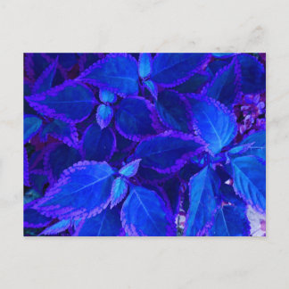 Postal Coleus colorido azul
