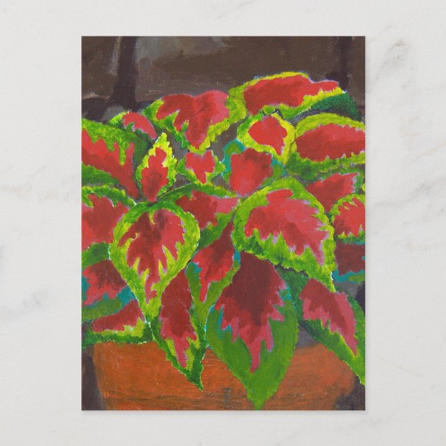 Postal Coleus en Terracota (Anverso)