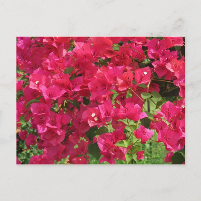 Postal Colgando Bougainvillea (Anverso)