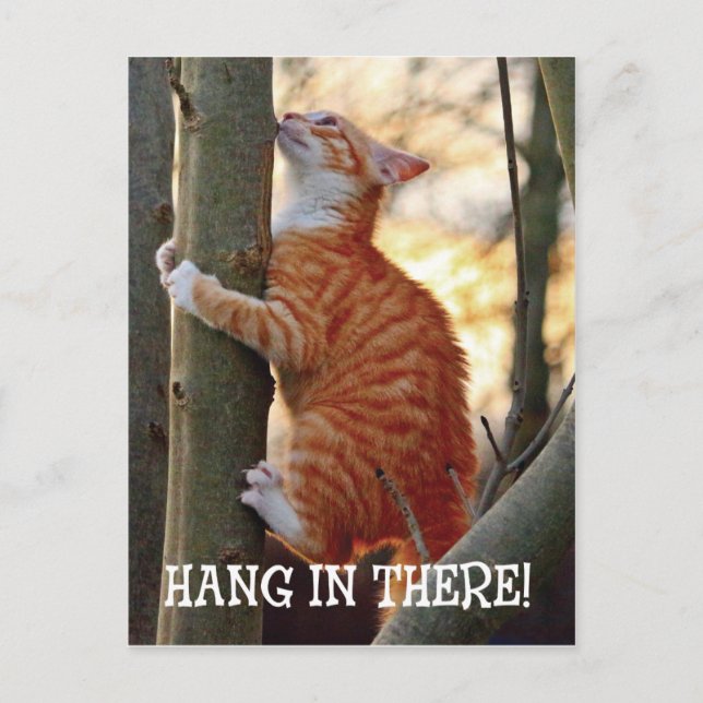Postal Colgar ahí con un gato en la foto de un árbol (Anverso)