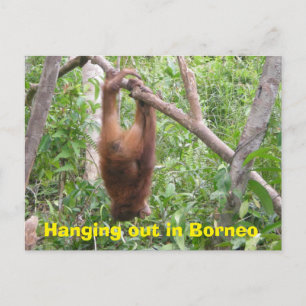 Postal Colgar en animales graciosos de Borneo