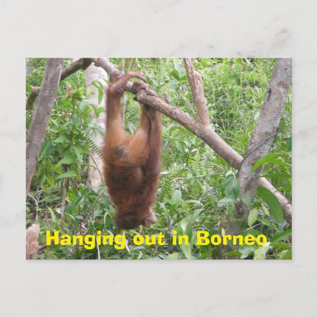 Postal Colgar en animales graciosos de Borneo (Anverso)