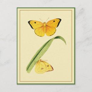 Postal Colias Butterfly de Godart