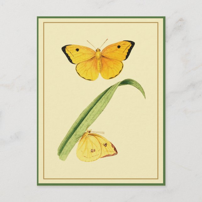 Postal Colias Butterfly de Godart (Anverso)