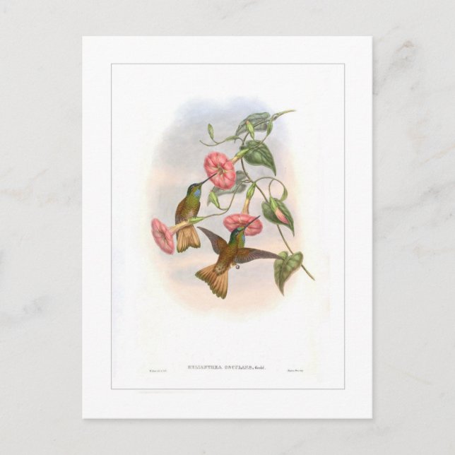 Postal Colibrí (Anverso)