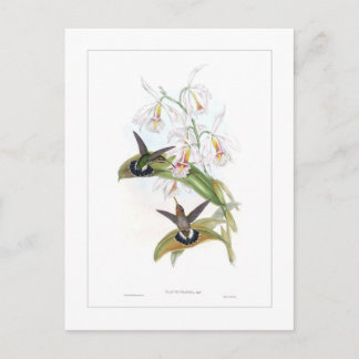 Postal Colibrí