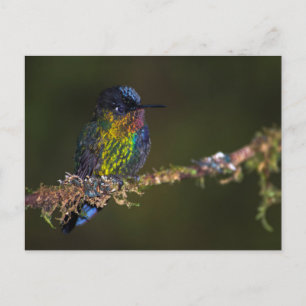 Postal Colibrí