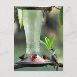 Postal Colibrí