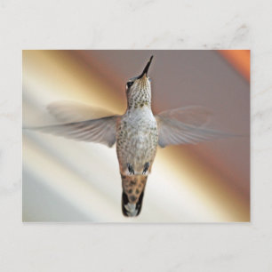 Postal Colibrí
