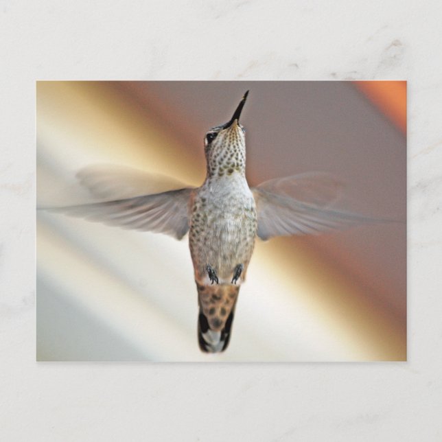 Postal Colibrí (Anverso)