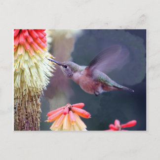 Postal Colibrí