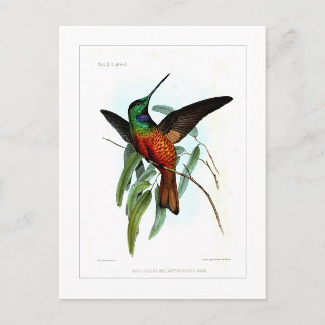 Postal Colibrí (Anverso)