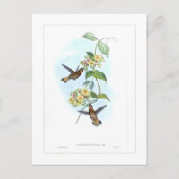 Colibrí