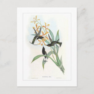 Postal Colibrí