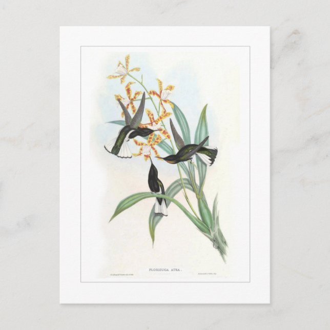 Postal Colibrí (Anverso)