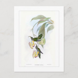 Postal Colibrí