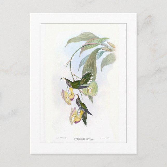 Postal Colibrí (Anverso)