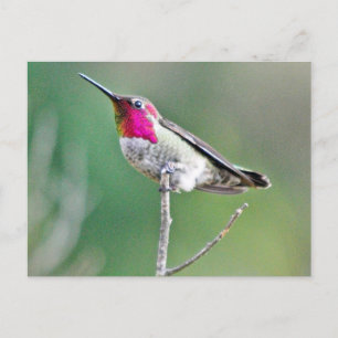 Postal Colibrí