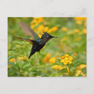 Postal Colibri