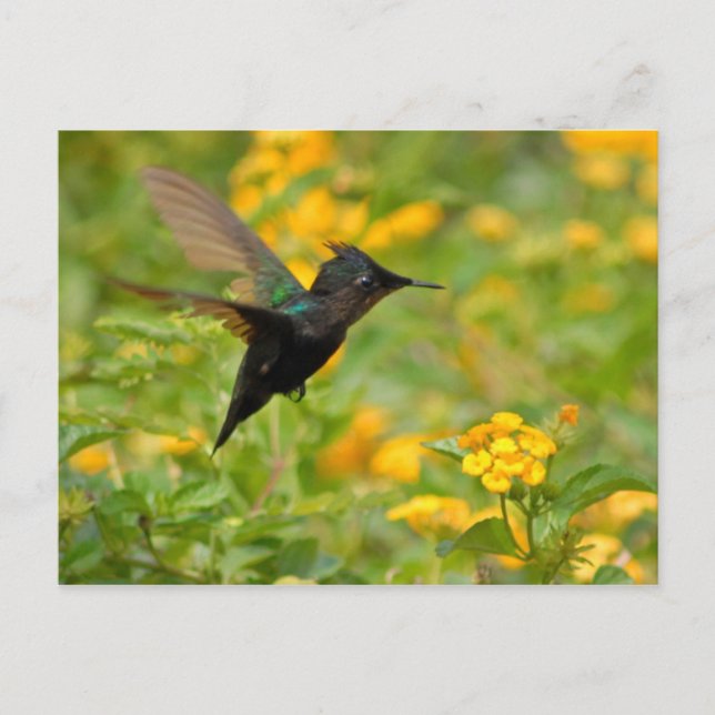 Postal Colibri (Anverso)