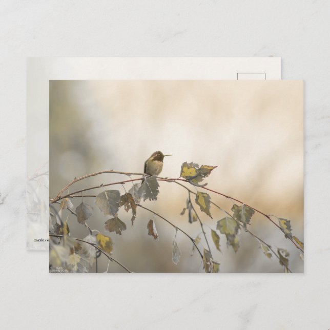 Postal Colibrí 5265 (Anverso / Reverso)