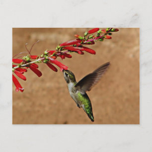 Postal Colibrí alimentándose en el jardín