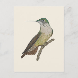 Postal Colibrí Calliope hembra
