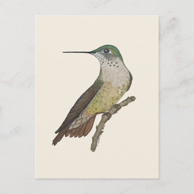 Postal Colibrí Calliope hembra (Anverso)