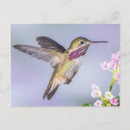 Postal Colibrí Calliope volando en morado y rosa