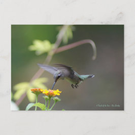 Postal Colibrí clásico