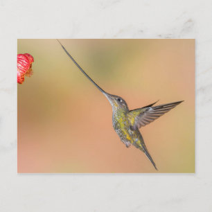 Postal Colibrí con espada en vuelo