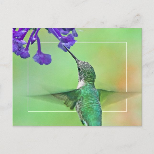 Postal Colibrí con Mona Lavender (Anverso)