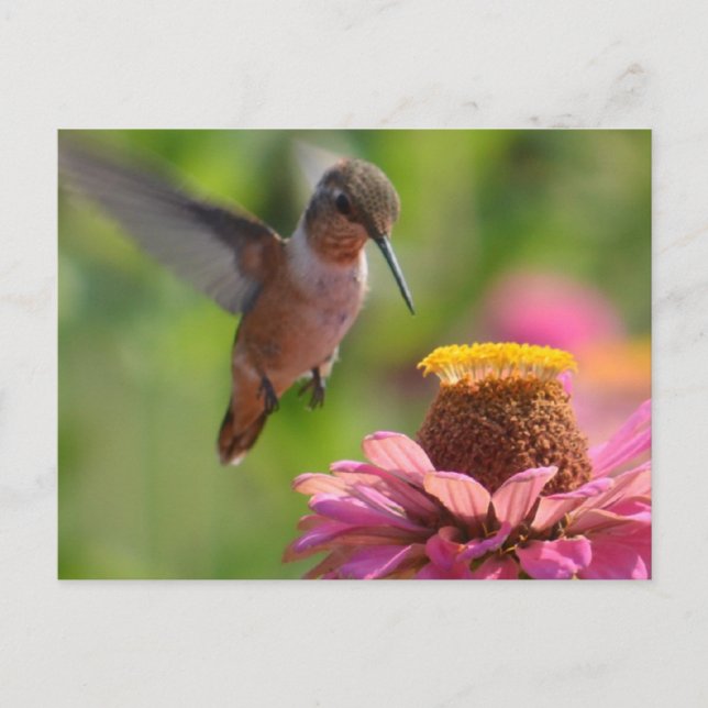 Postal Colibrí con zinnias (Anverso)