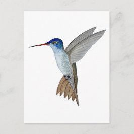 Postal Colibrí coronado de violeta