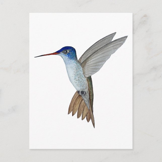 Postal Colibrí coronado de violeta (Anverso)