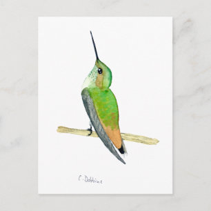 Postal Colibrí de Allen