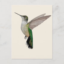 Colibrí de Anna