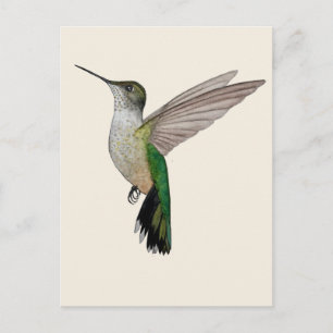 Postal Colibrí de Anna