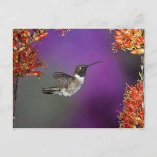 Postal Colibrí de barbilla negra, Archilochus alexandri,