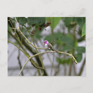 Postal Colibrí de Costa