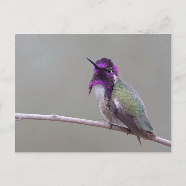 Postal colibrí de Costa (Anverso)