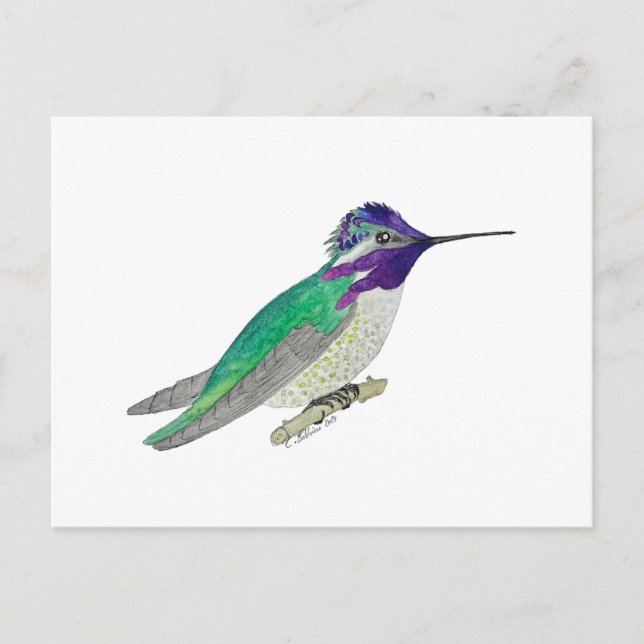 Postal Colibrí de Costa (Anverso)