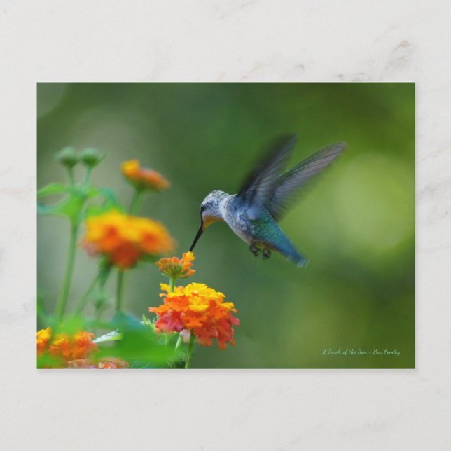 Postal ¡Colibrí de ensueño! (Anverso)