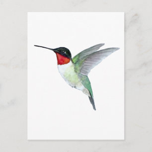 Postal Colibrí de garganta rubí