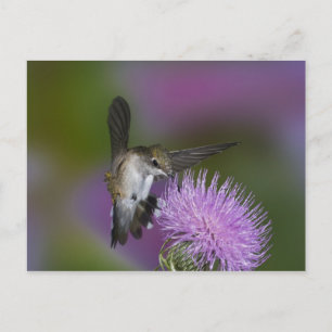 Postal Colibrí de garganta rubí en vuelo en cardo