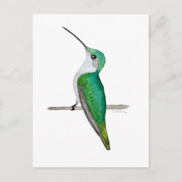 Postal Colibrí de garganta rubí hembra