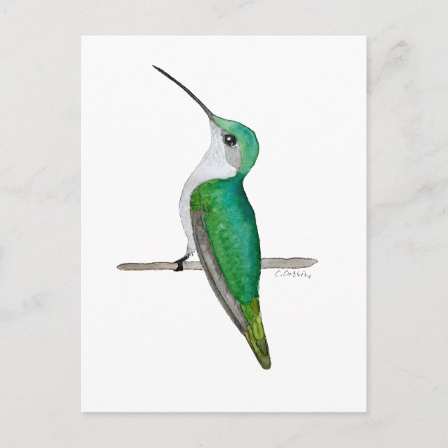Postal Colibrí de garganta rubí hembra (Anverso)