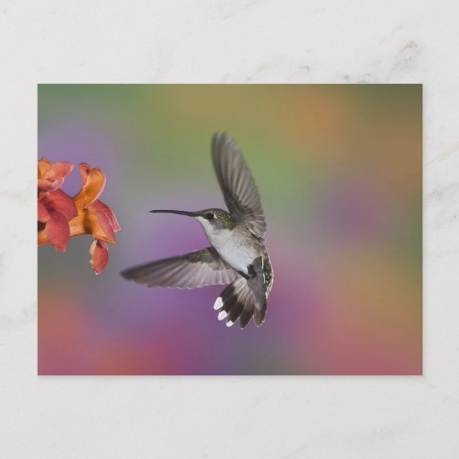 Postal Colibrí de garganta rubí hembra en vuelo (Anverso)