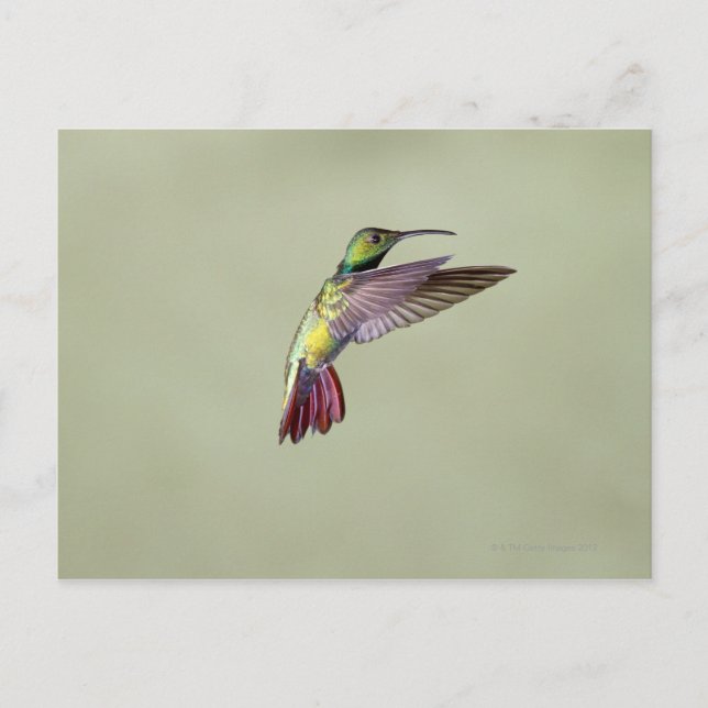 Postal Colibrí de Mango con pechos verdes Antracocorax 2 (Anverso)